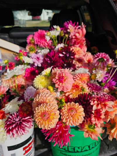 Fresh cut dahlia blooms