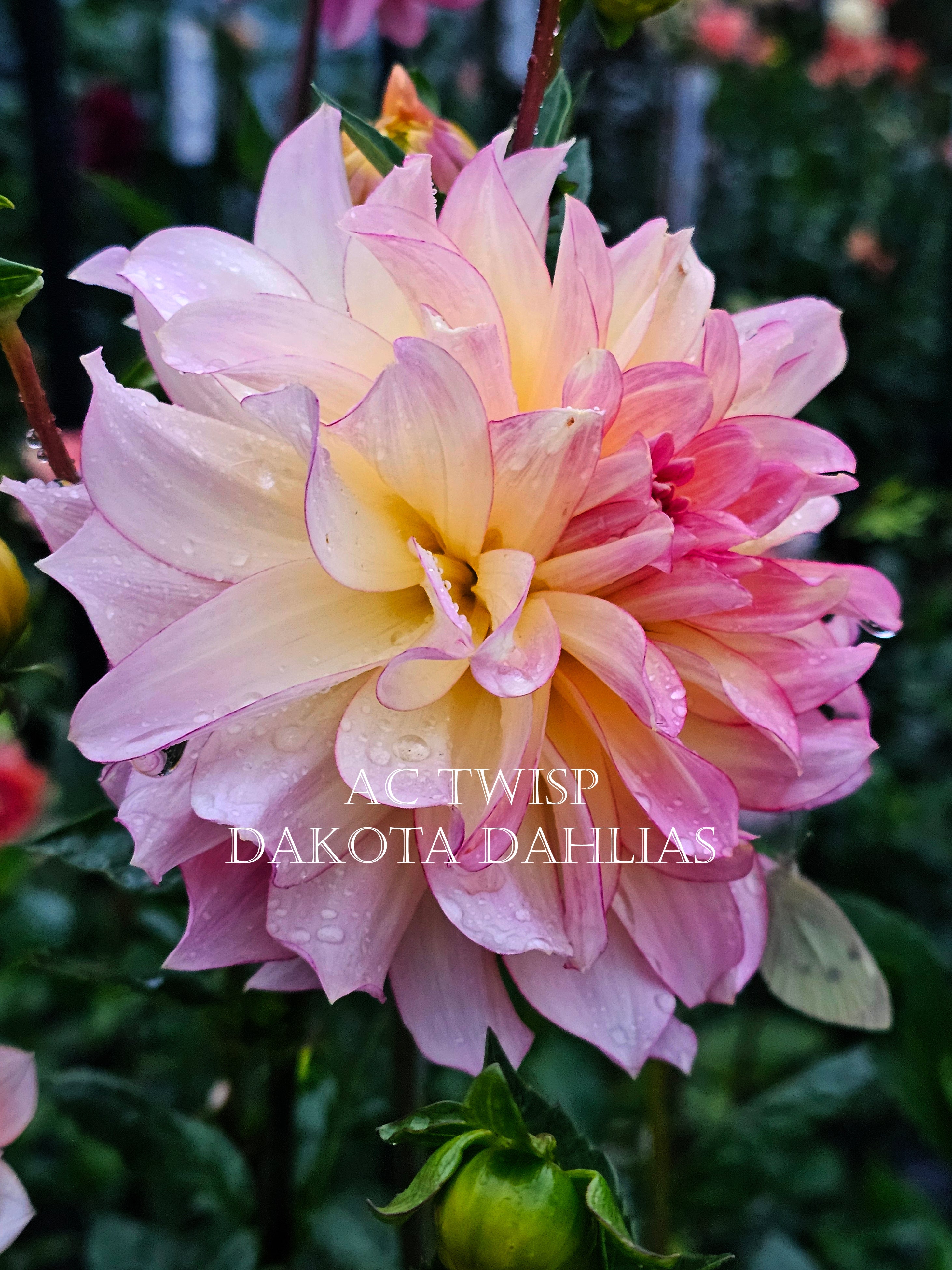 Accent Dahlias (AC)