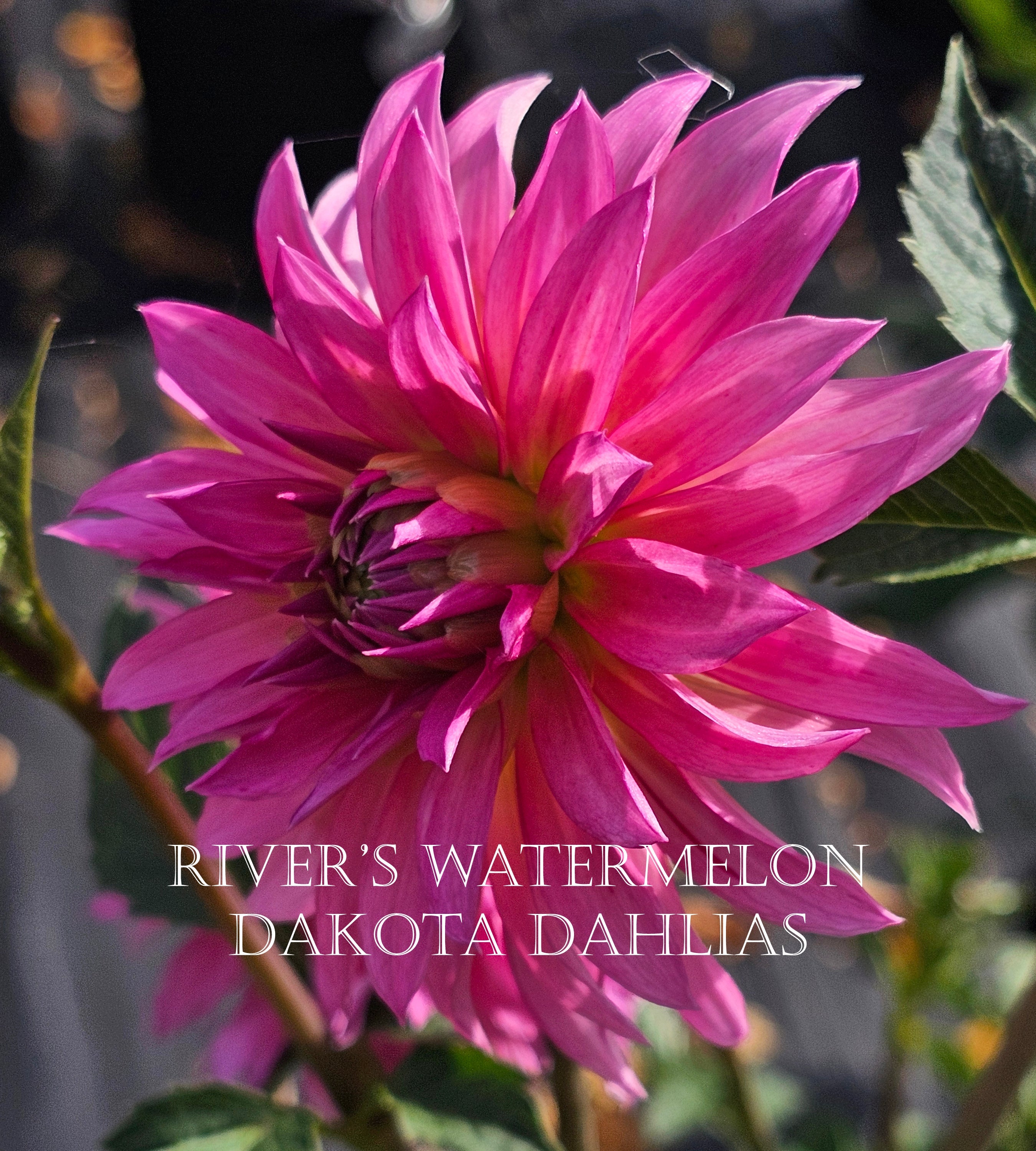 River's Dahlias