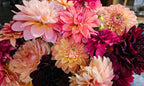 Bucket of dahlia blooms/Dahlia Bloom Bar