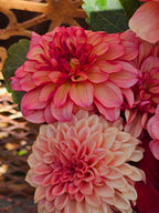 Bucket of dahlia blooms/Dahlia Bloom Bar