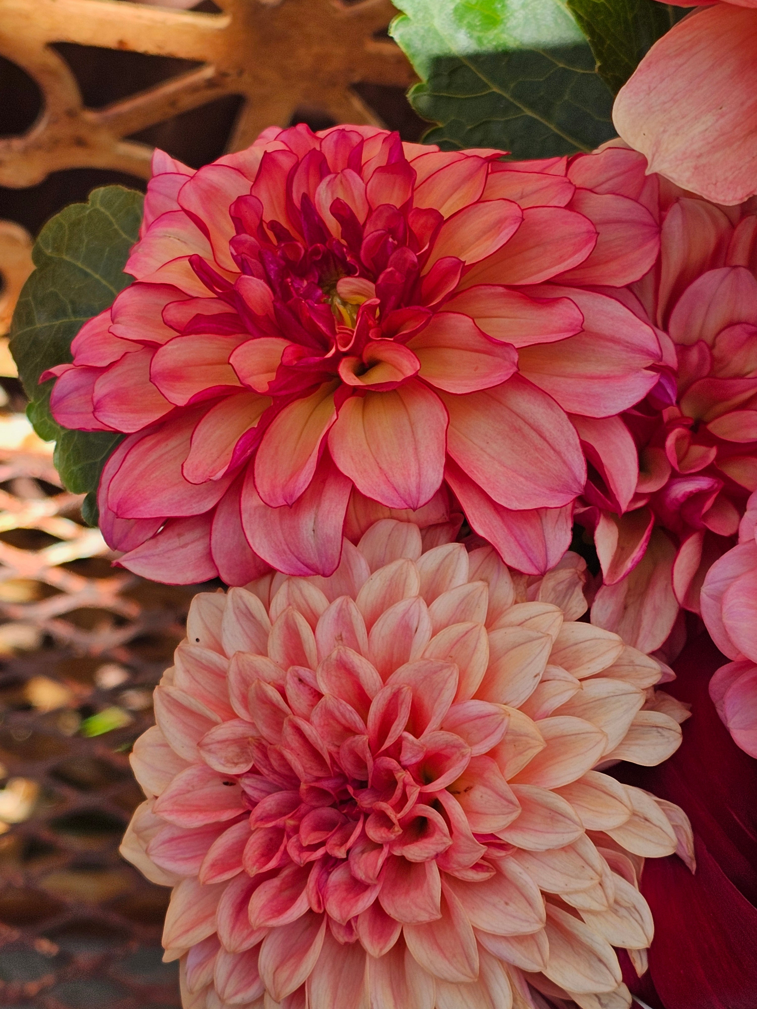 Bucket of dahlia blooms/Dahlia Bloom Bar