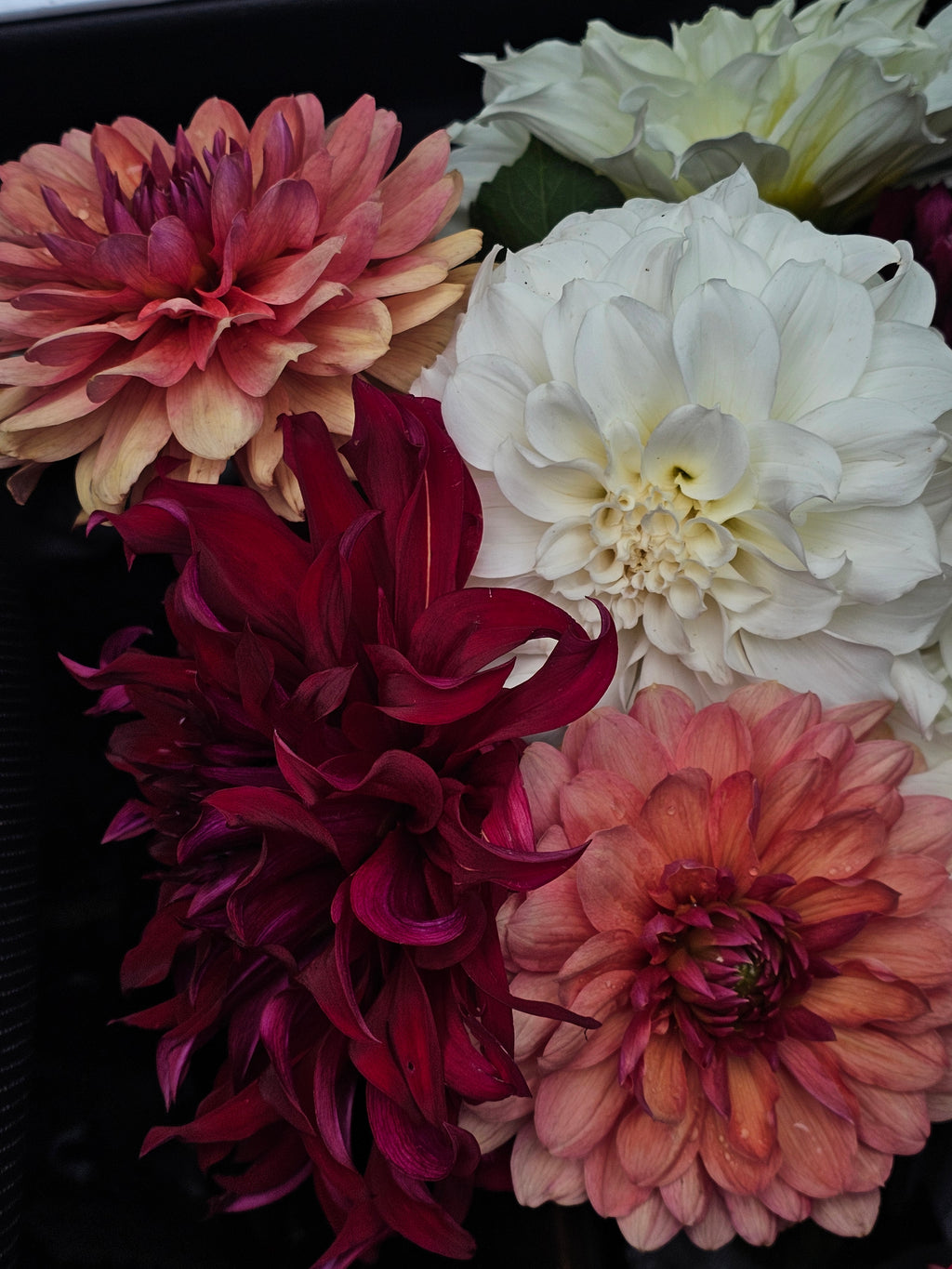 Bucket of dahlia blooms/Dahlia Bloom Bar