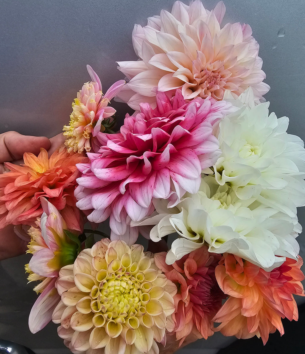 Bucket of dahlia blooms/Dahlia Bloom Bar