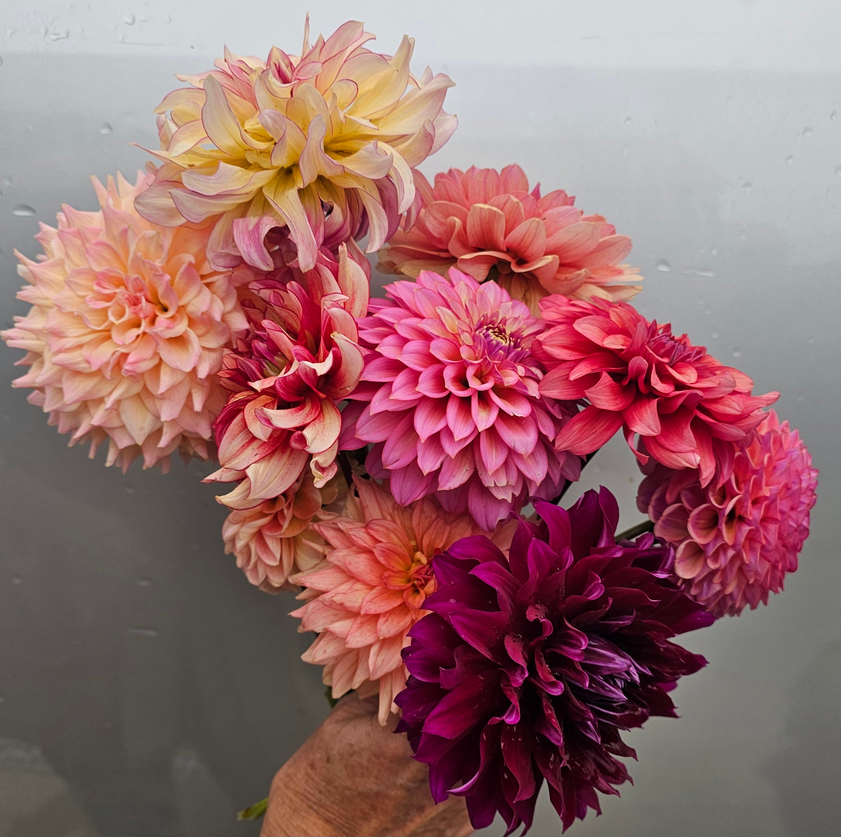 Bucket of dahlia blooms/Dahlia Bloom Bar