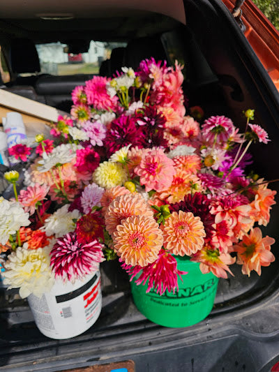 Bucket of dahlia blooms/Dahlia Bloom Bar