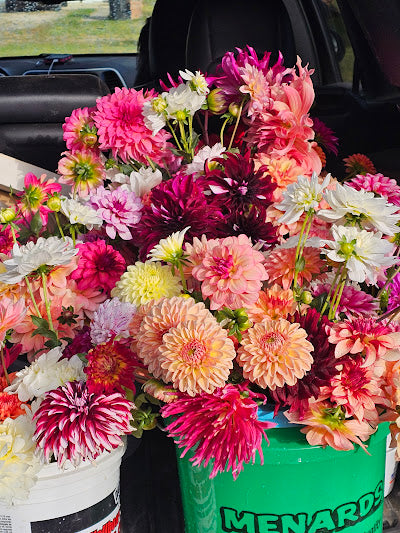 Bucket of dahlia blooms/Dahlia Bloom Bar