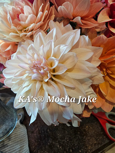 KA's® Mocha Jake