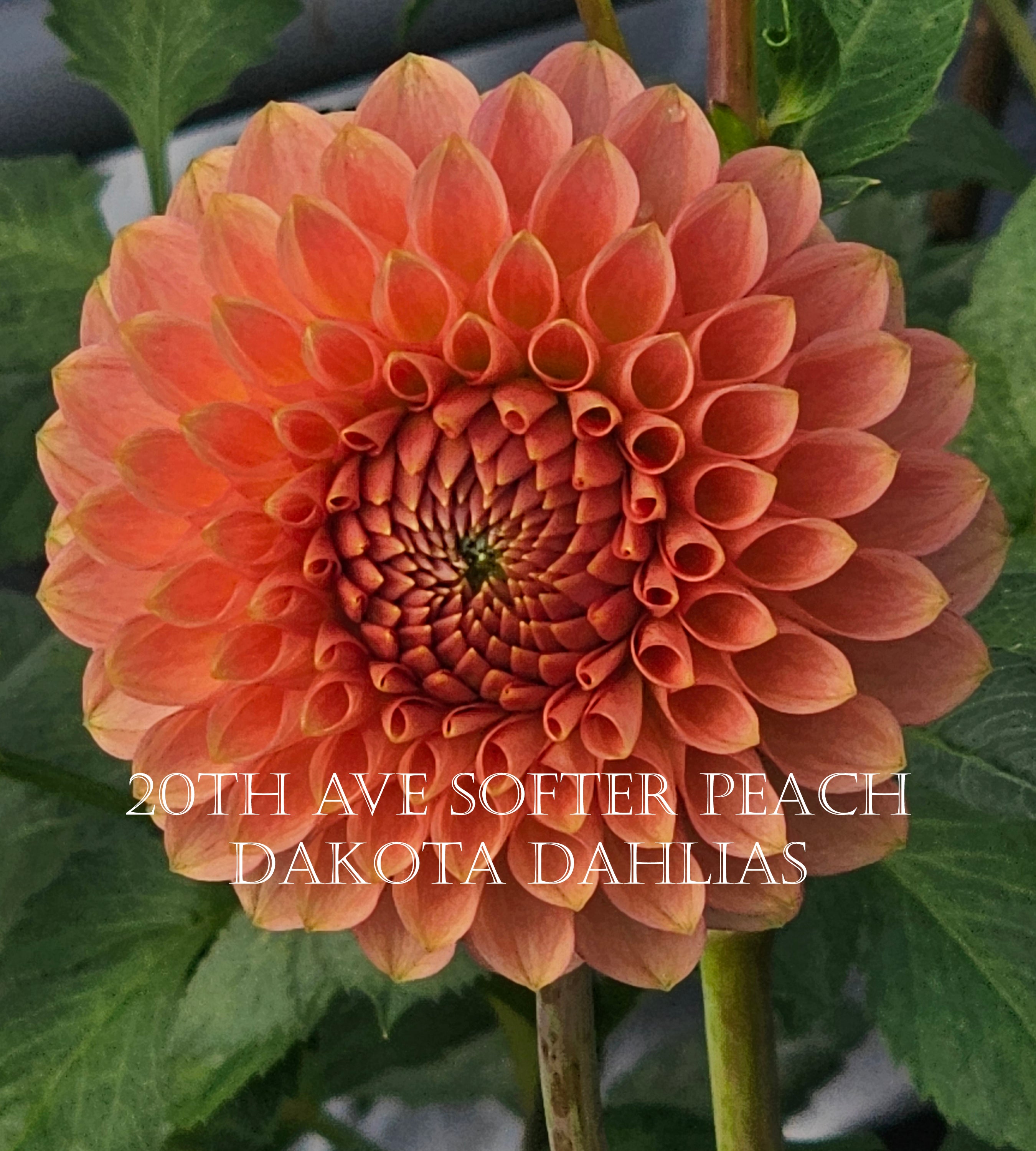 20th Ave Softer Peach