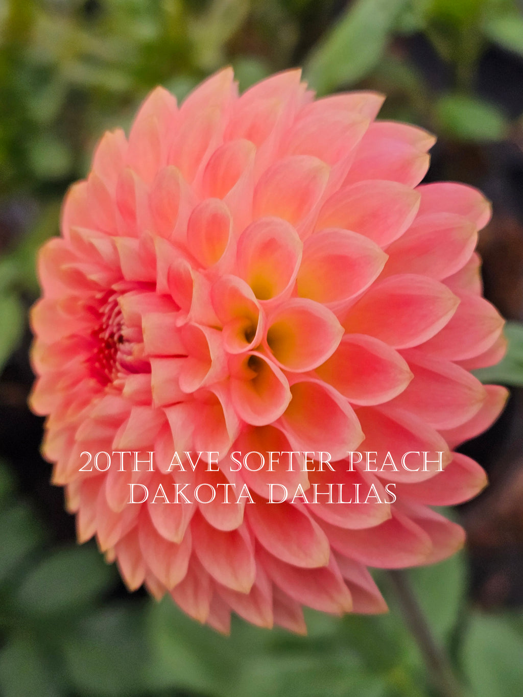 20th Ave Softer Peach