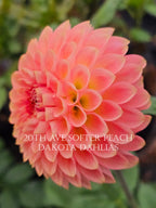 20th Ave Softer Peach