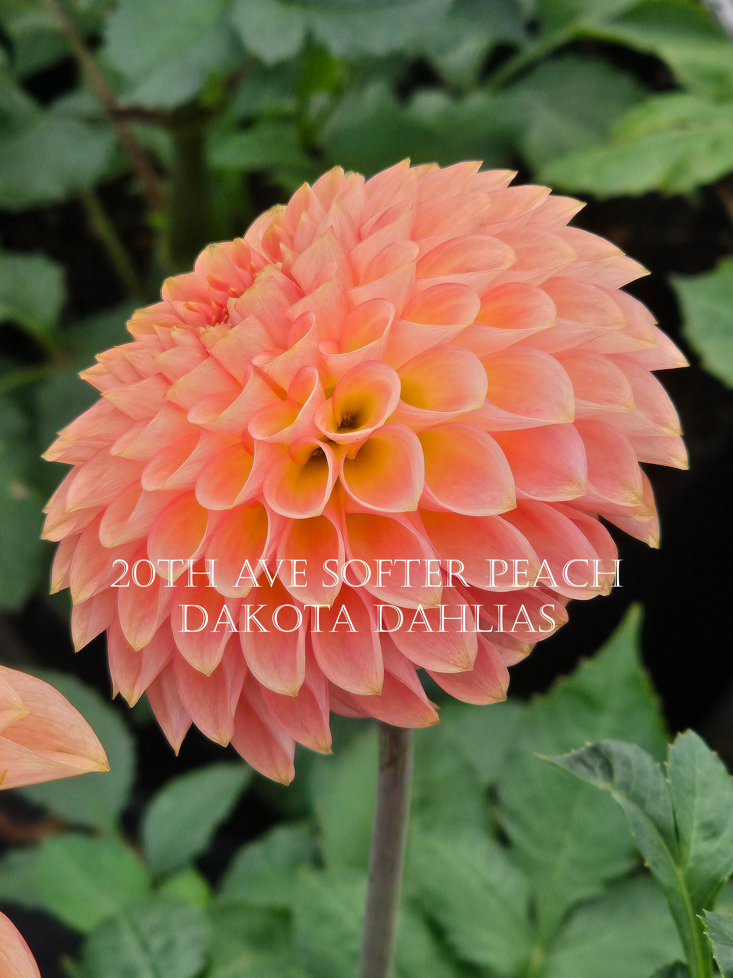20th Ave Softer Peach – Dakota Dahlias