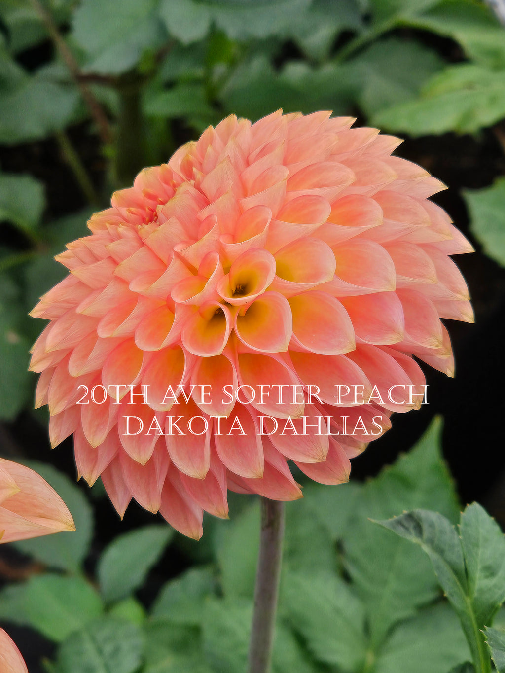 20th Ave Softer Peach