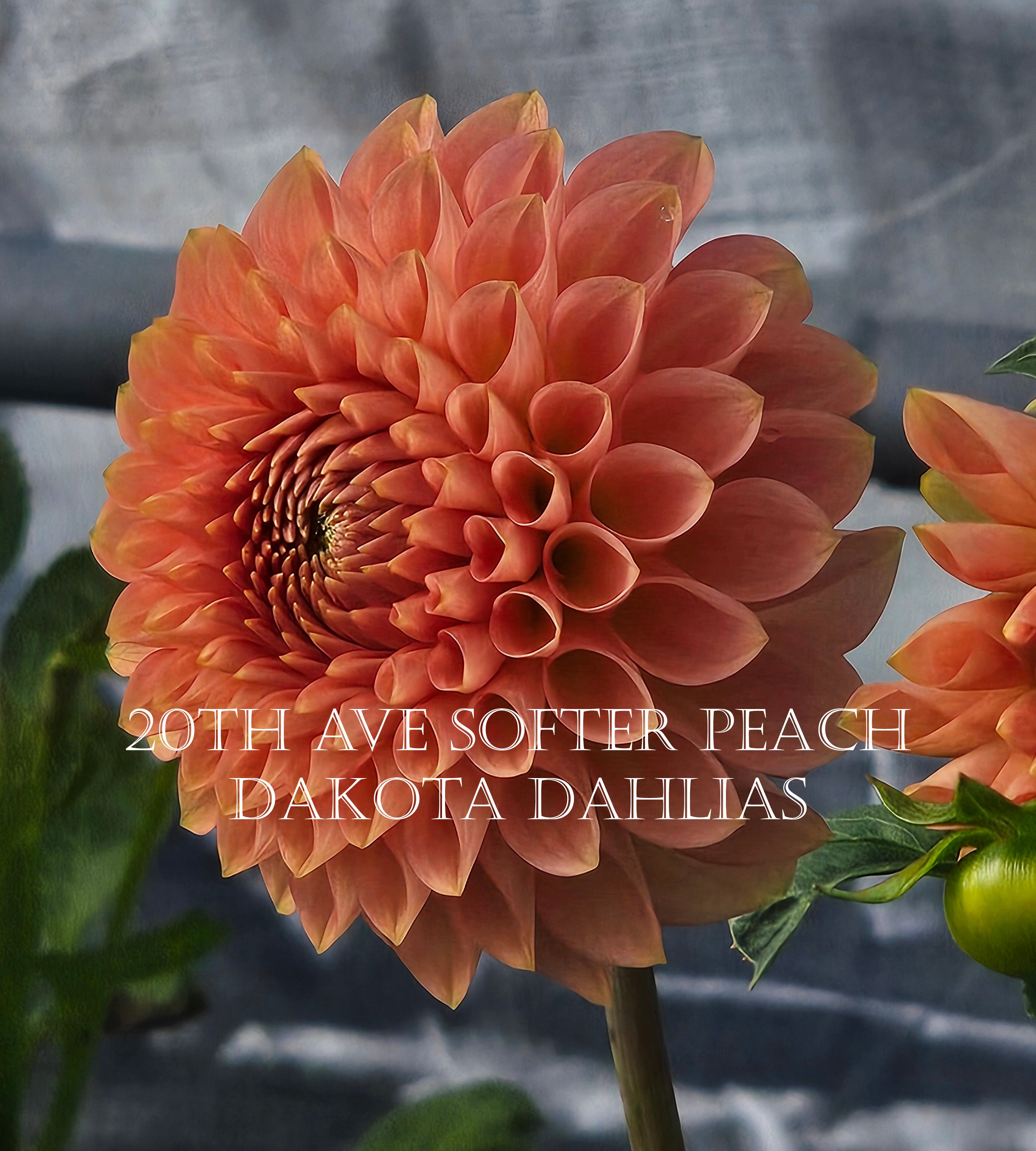 20th Ave Softer Peach