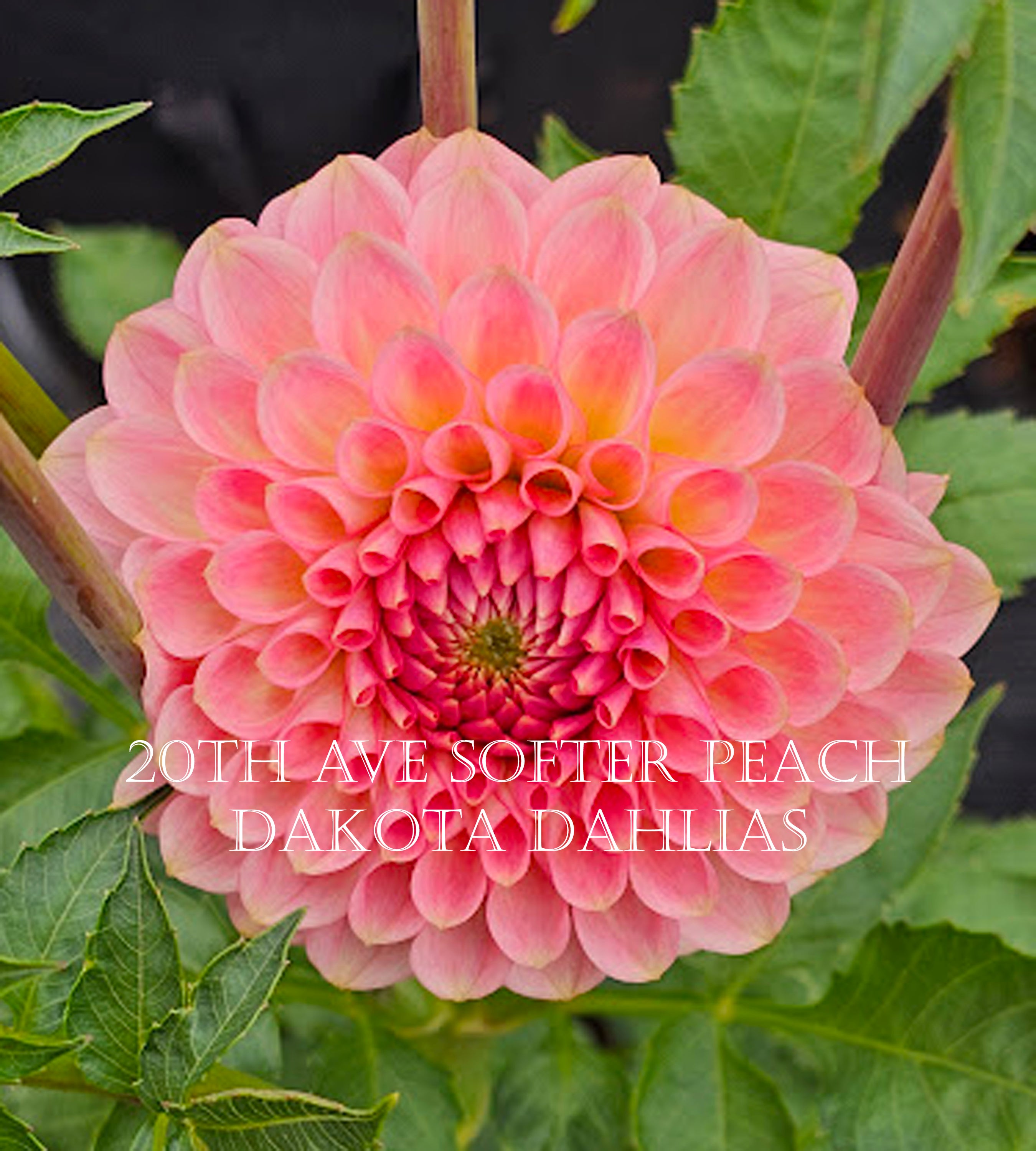 20th Ave Softer Peach – Dakota Dahlias