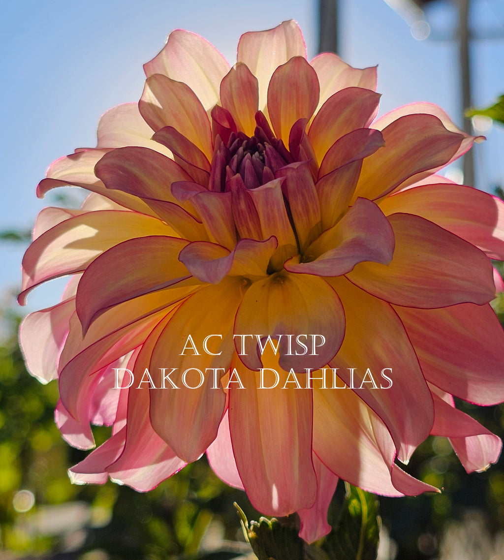 AC Twisp