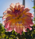 AC Twisp