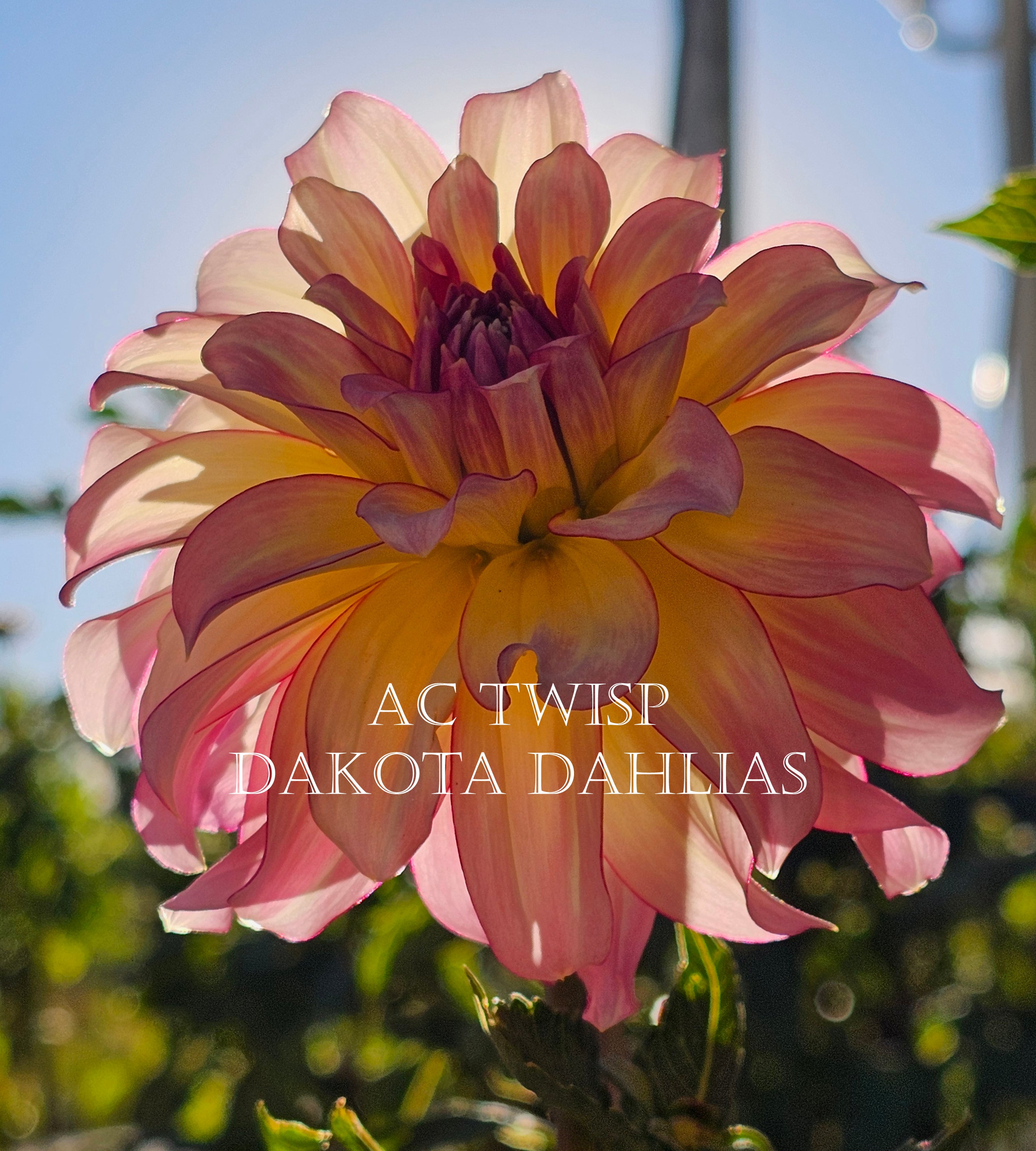 AC Twisp