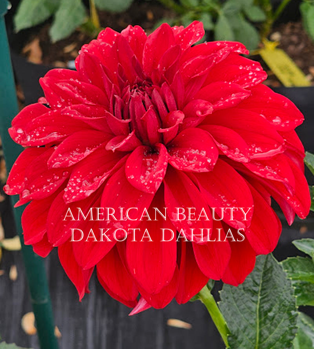 American Beauty