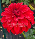 American Beauty