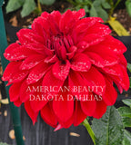 American Beauty