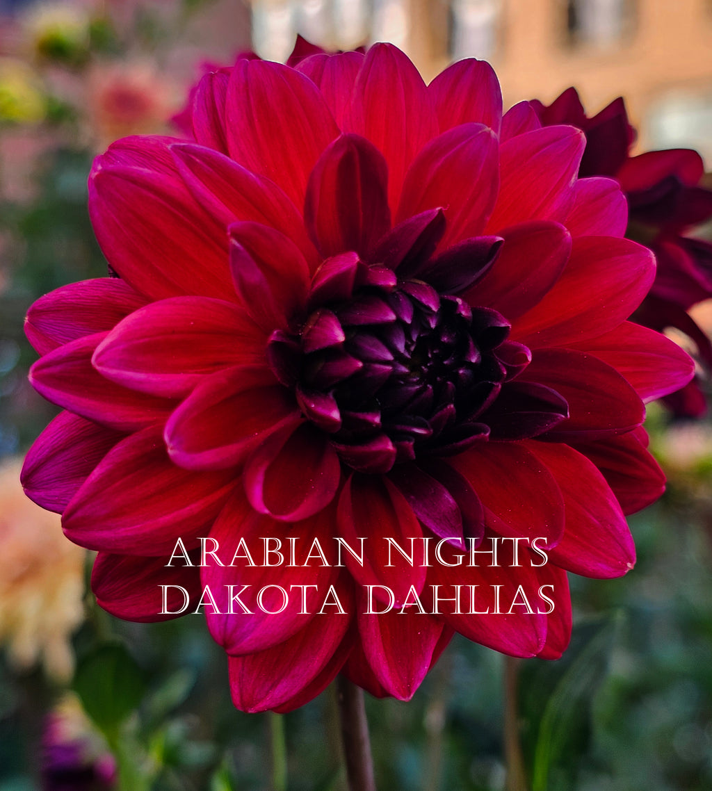 Arabian Night