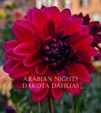 Arabian Night