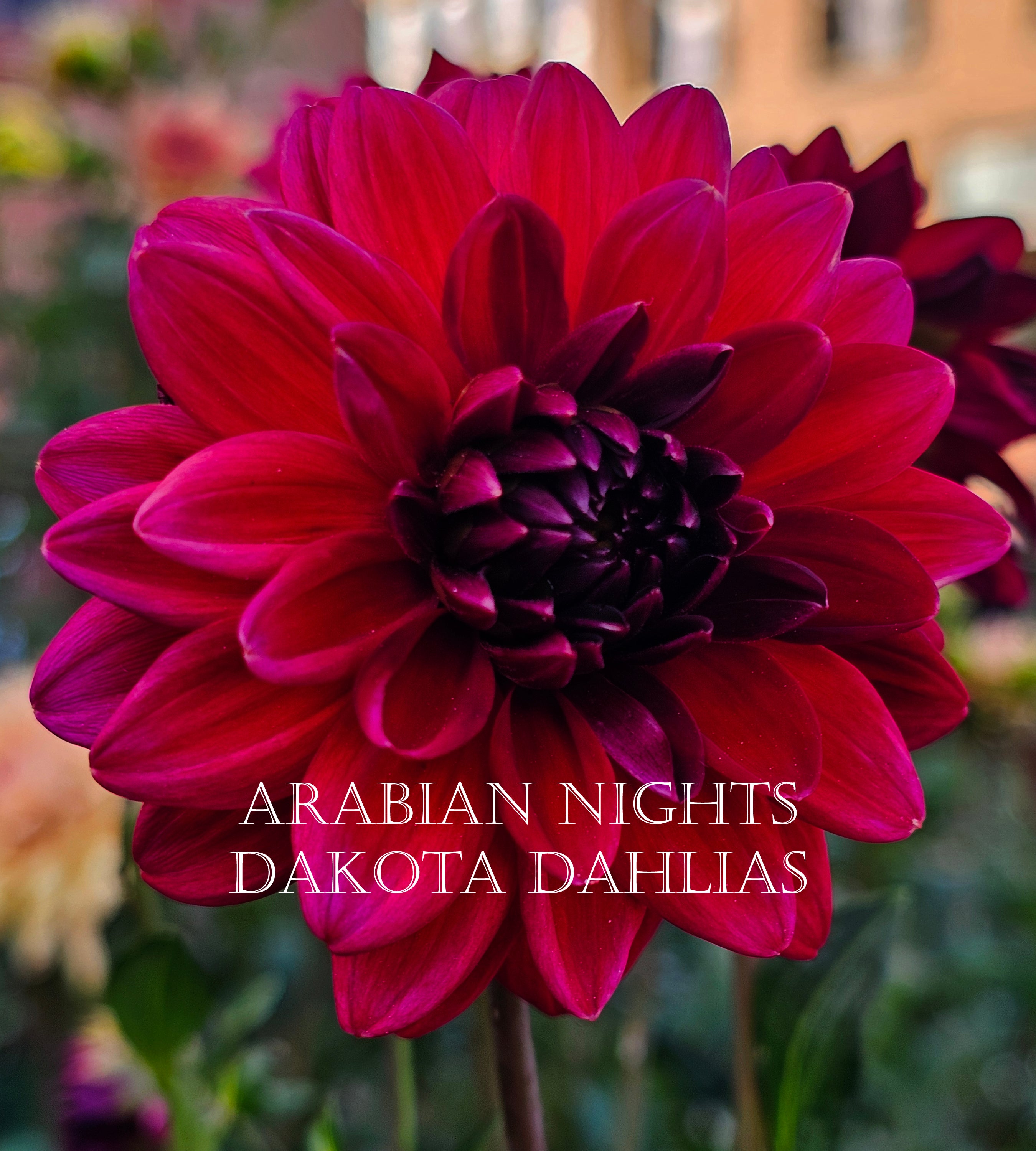 Arabian Night