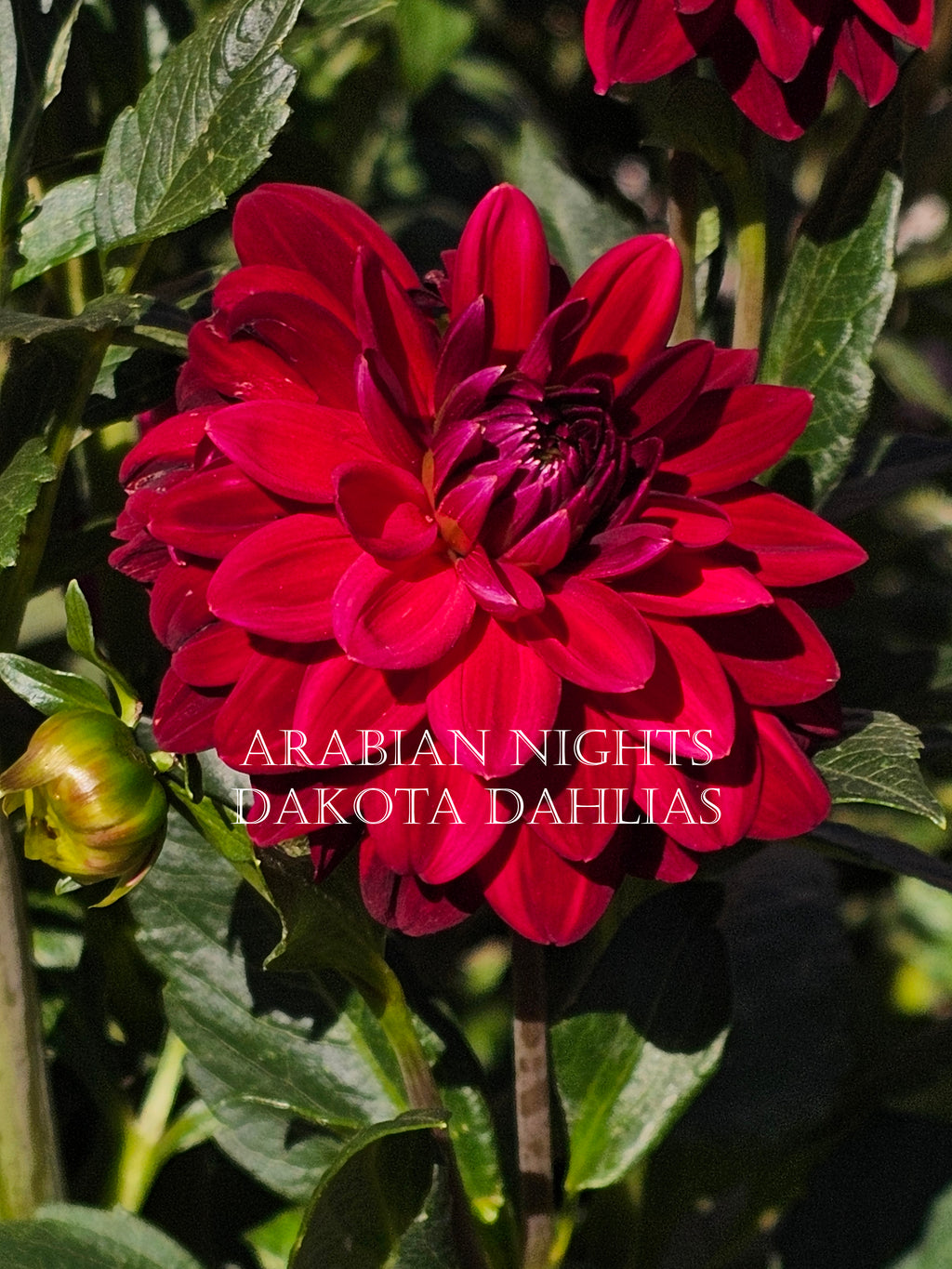 Arabian Night