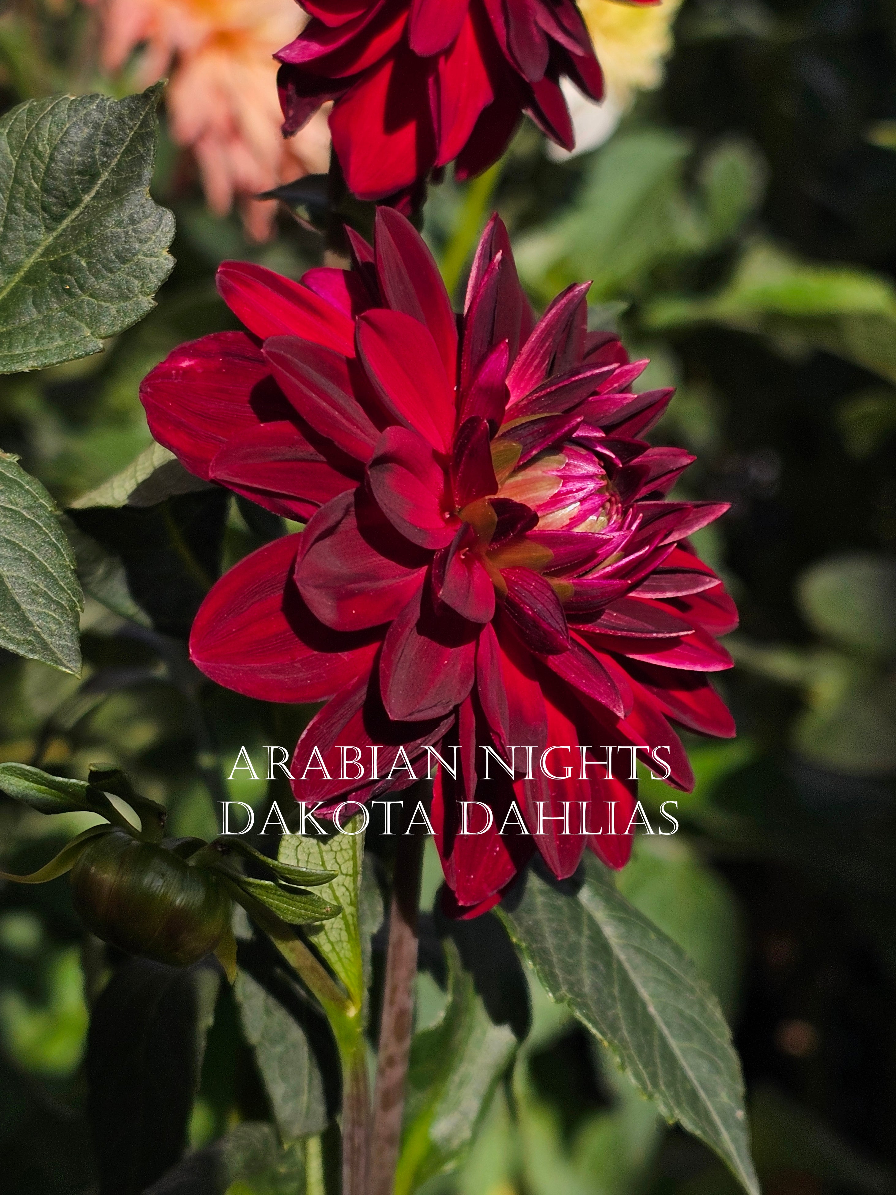 Arabian Night