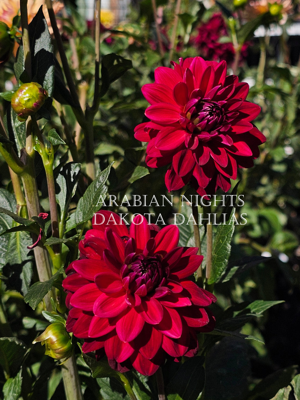 Arabian Night
