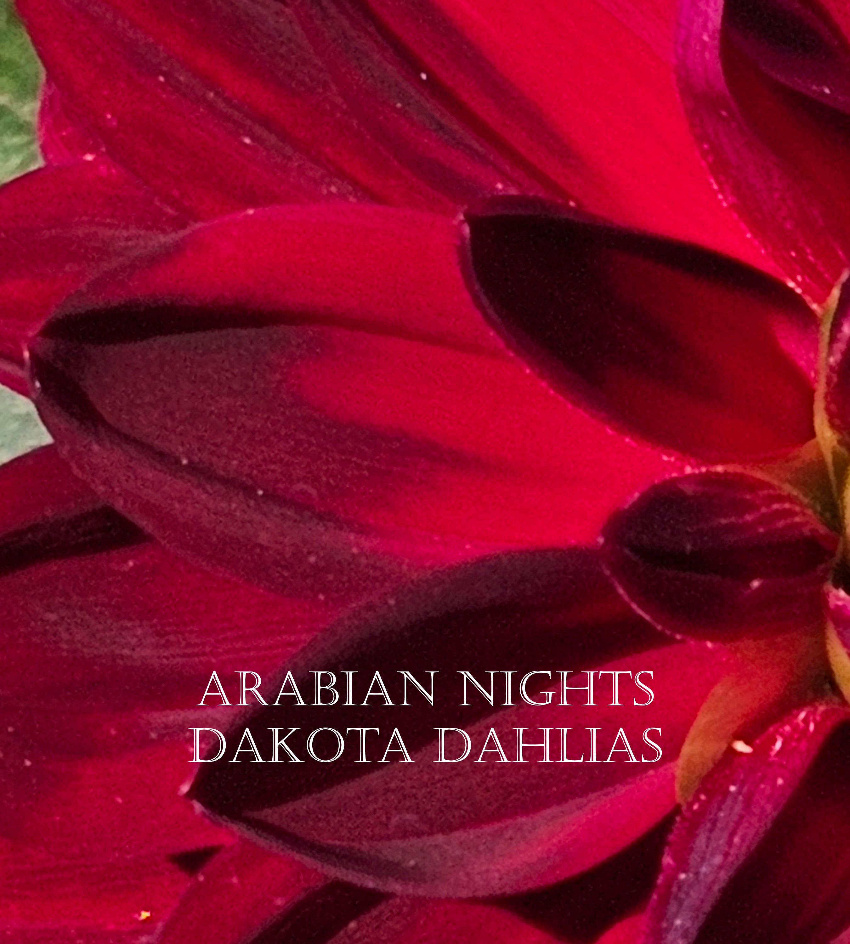 Arabian Night
