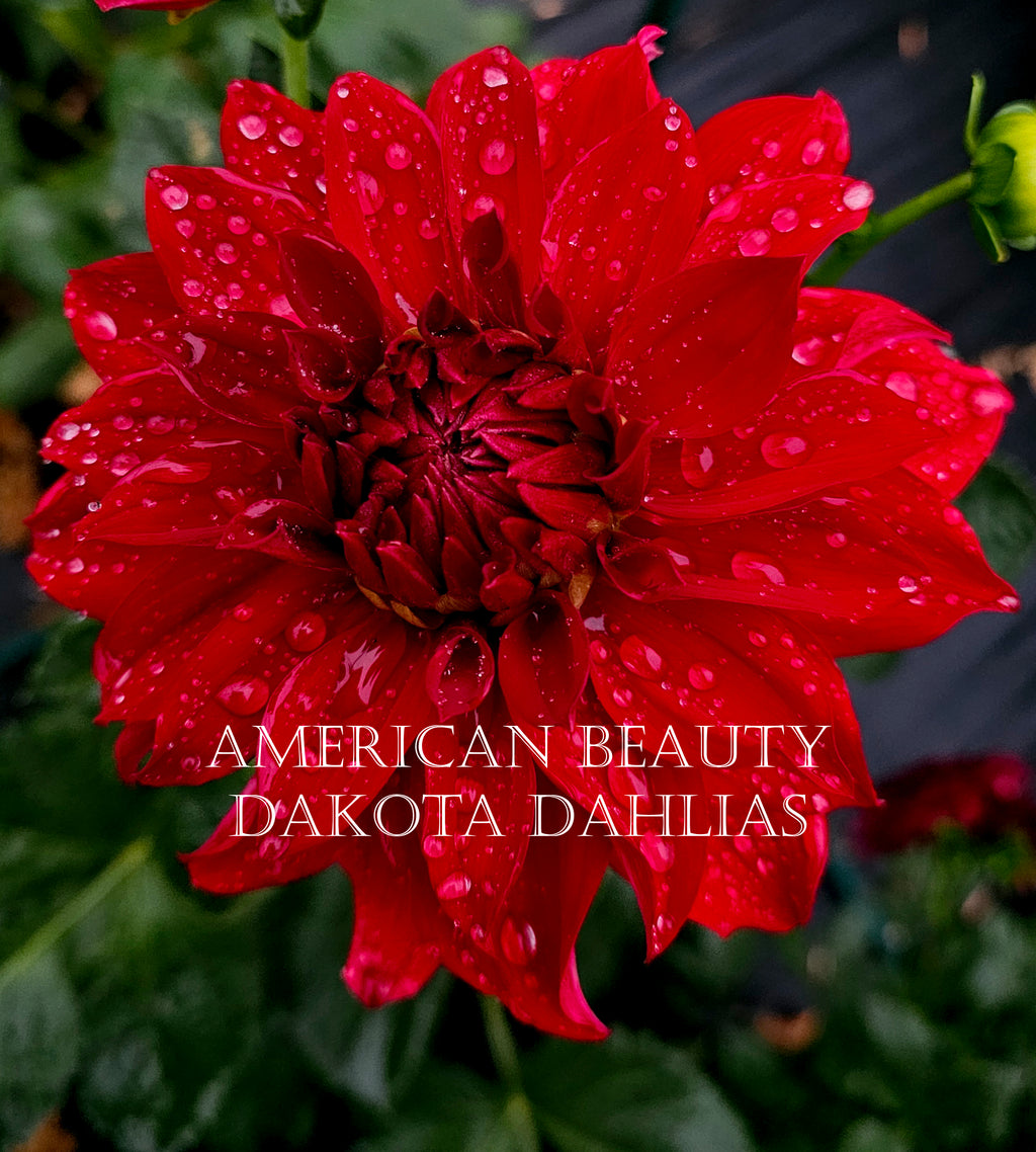 American Beauty