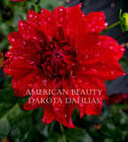 American Beauty