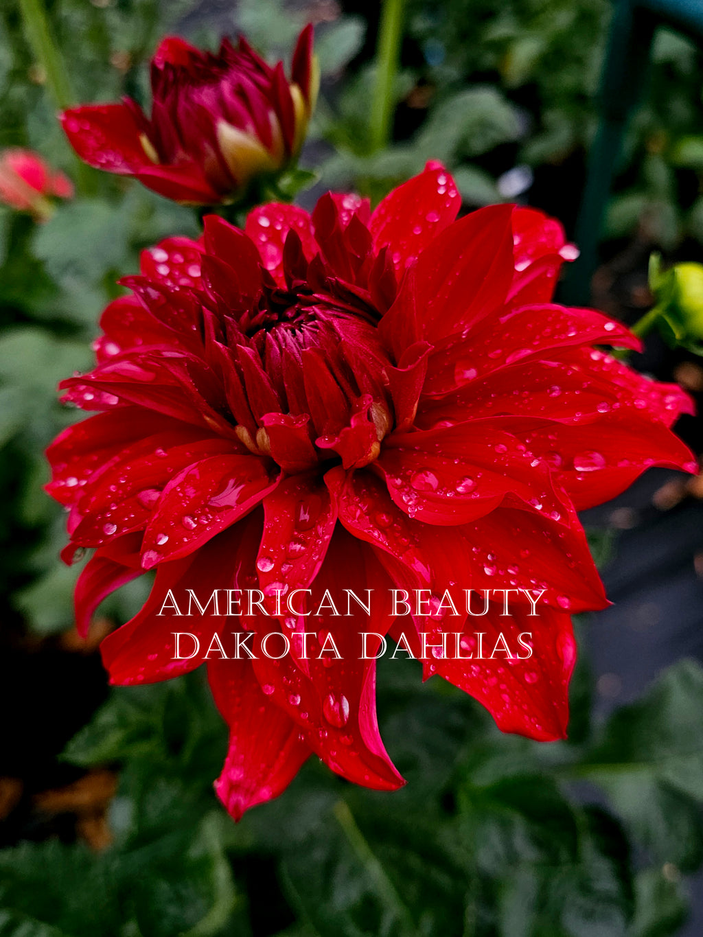 American Beauty