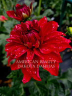 American Beauty