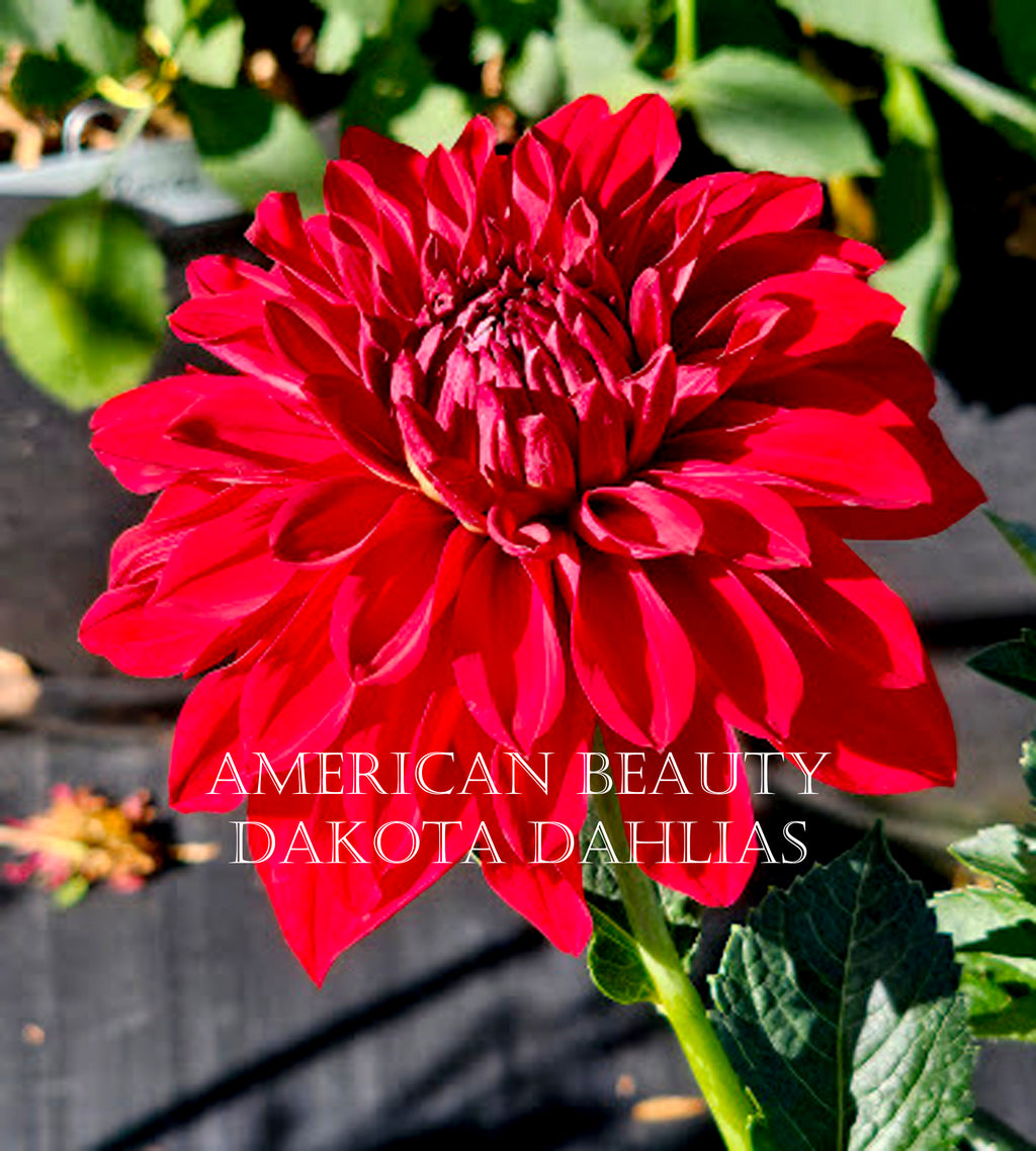 American Beauty