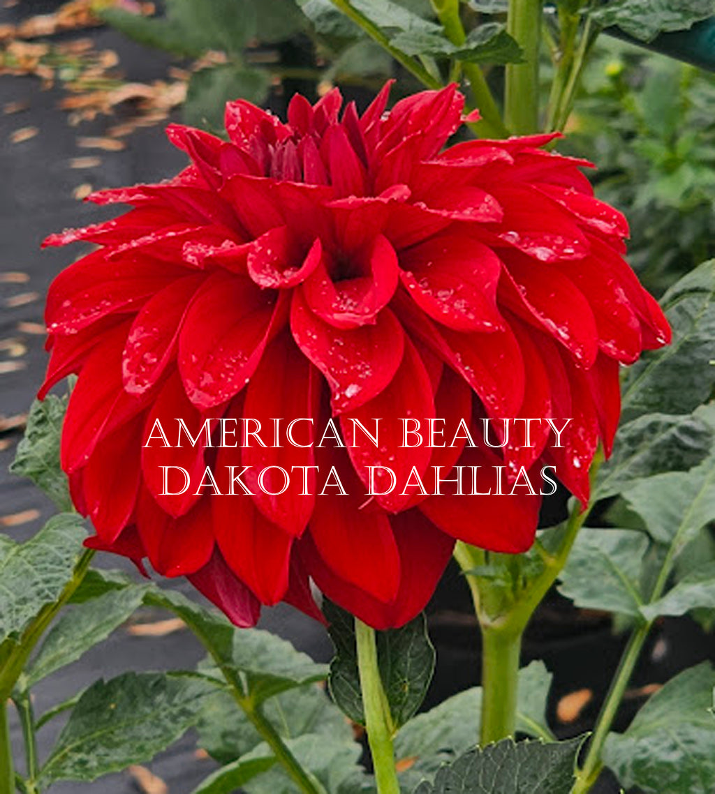 American Beauty
