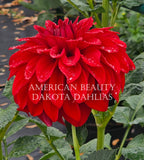 American Beauty