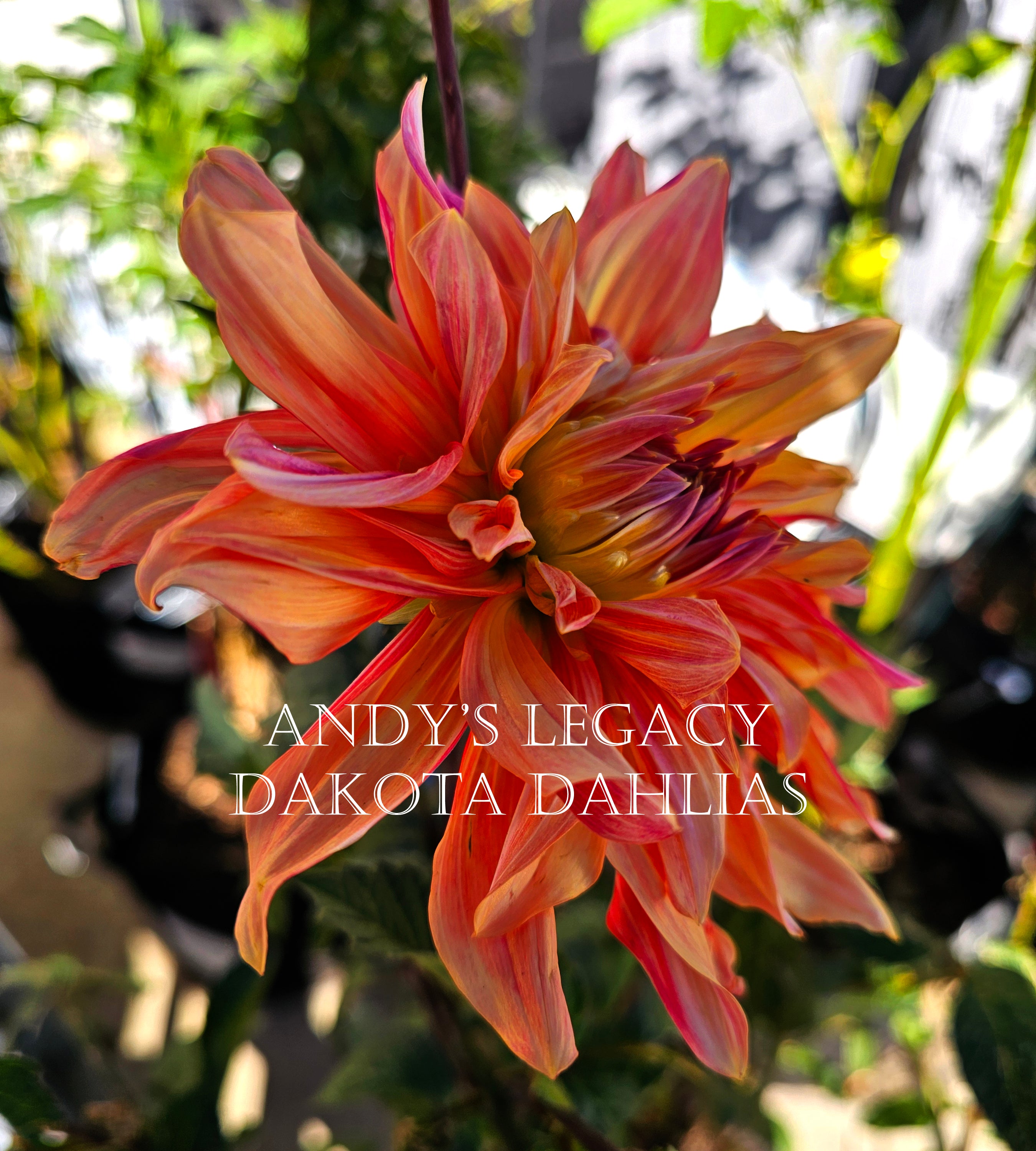 Andy's Legacy – Dakota Dahlias