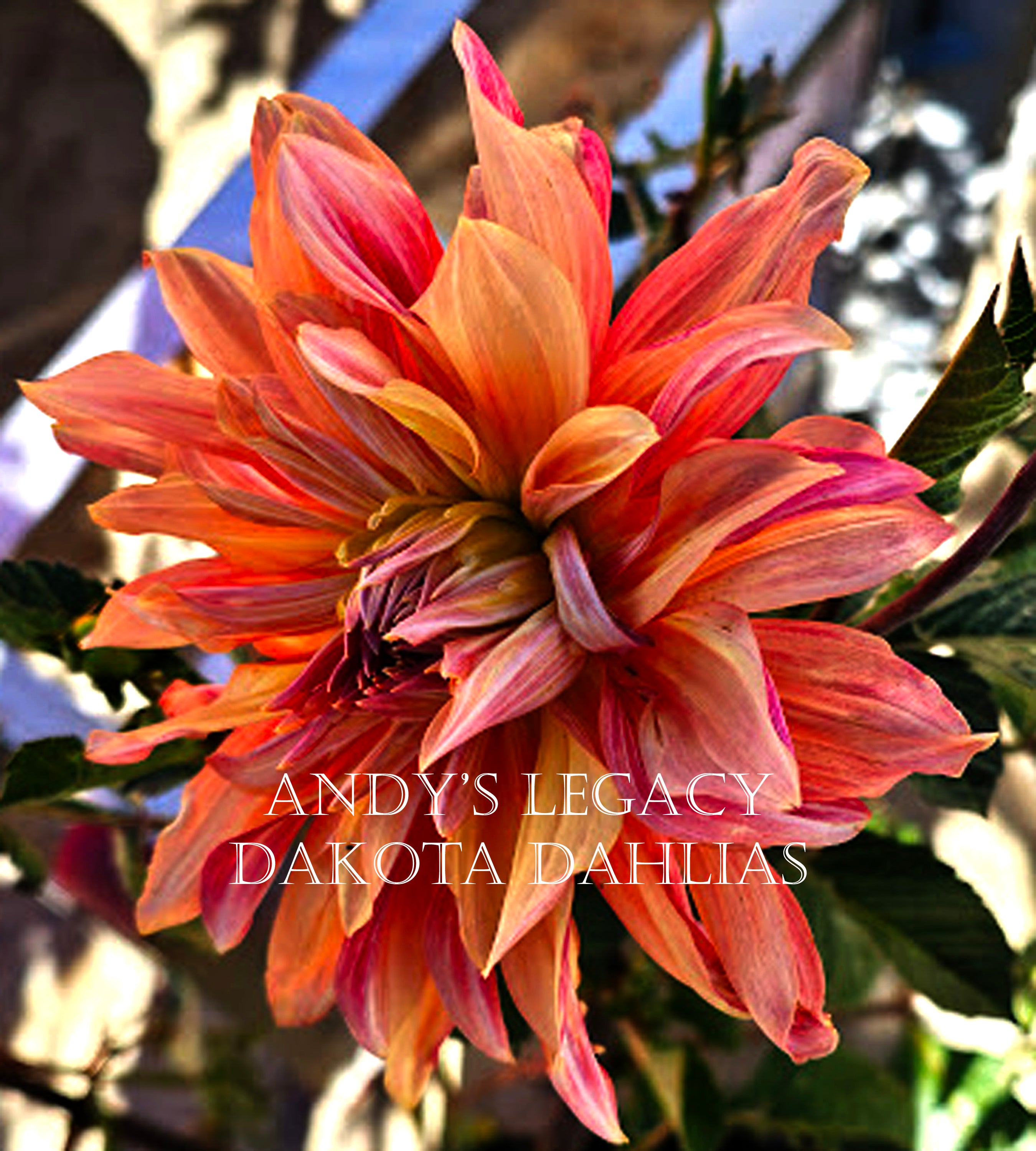 フラワー・ガーデニング andy Andy's Legacy – Dakota Dahlias
