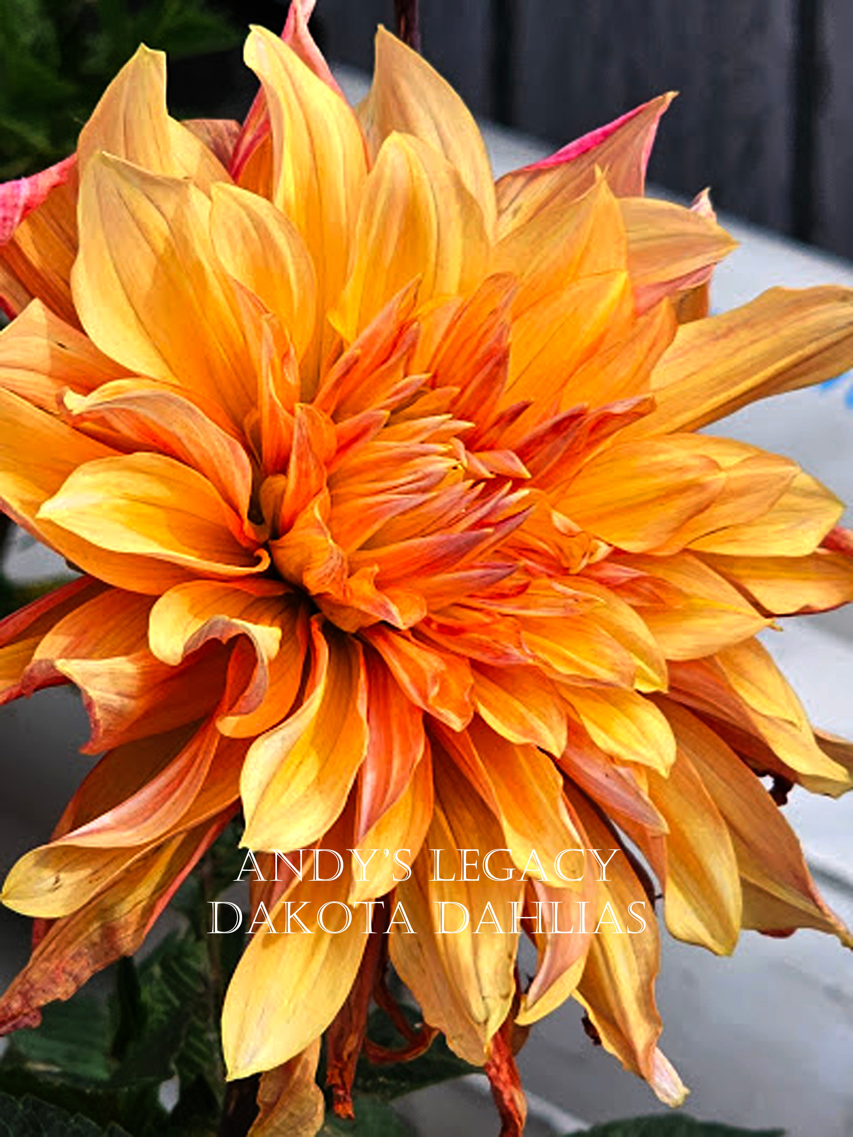 Andy's Legacy – Dakota Dahlias