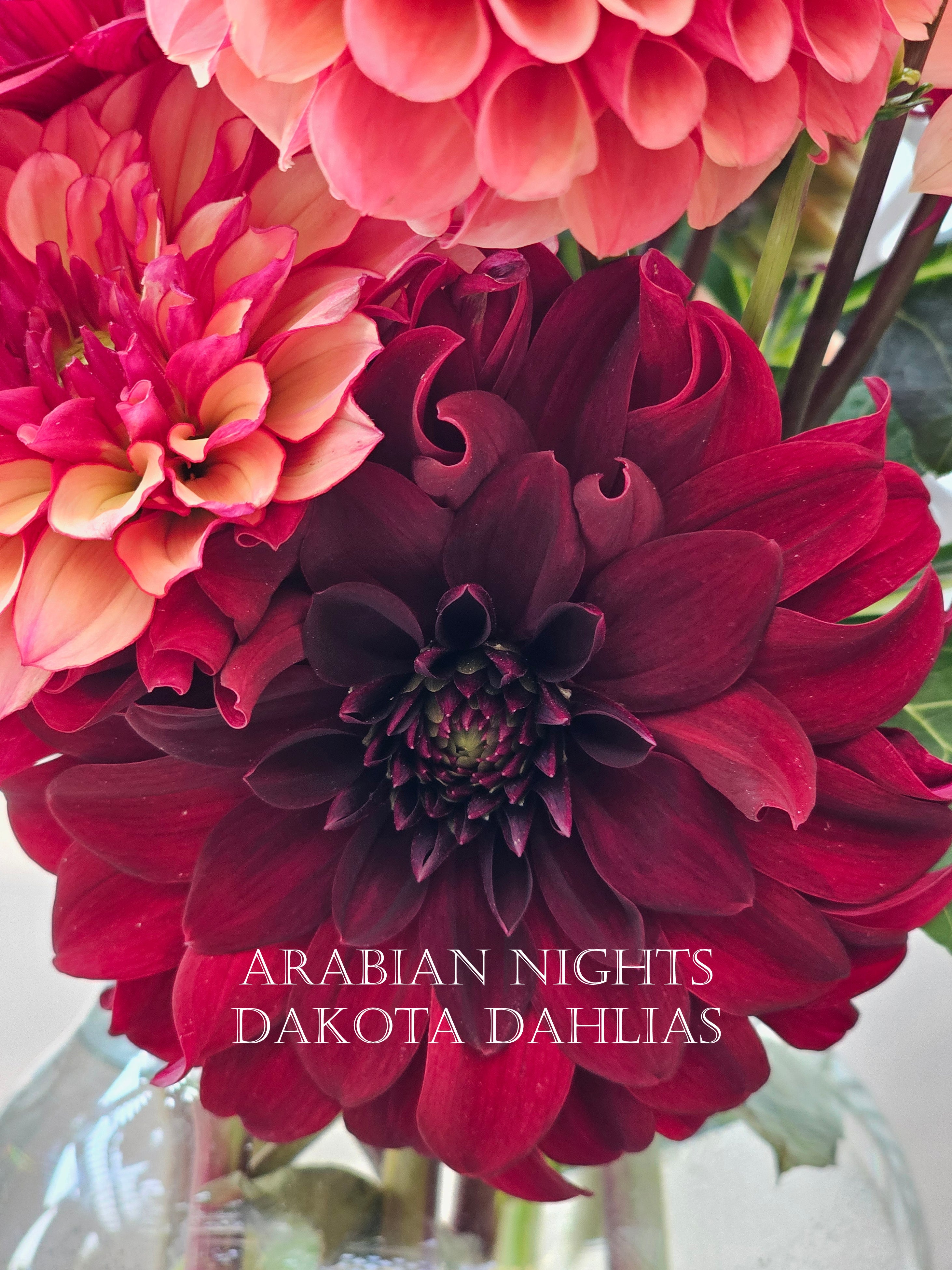 Arabian Night