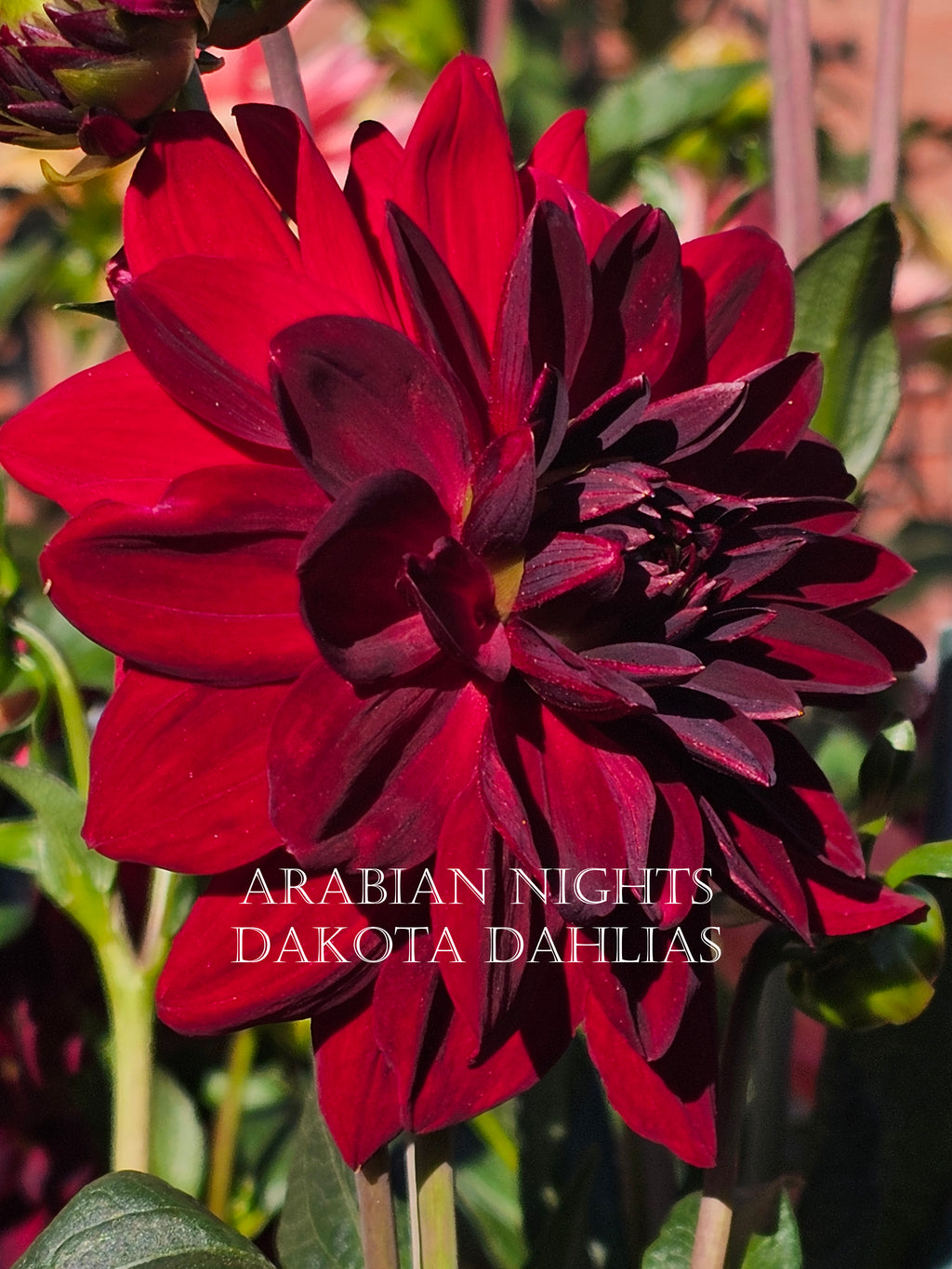 Arabian Night