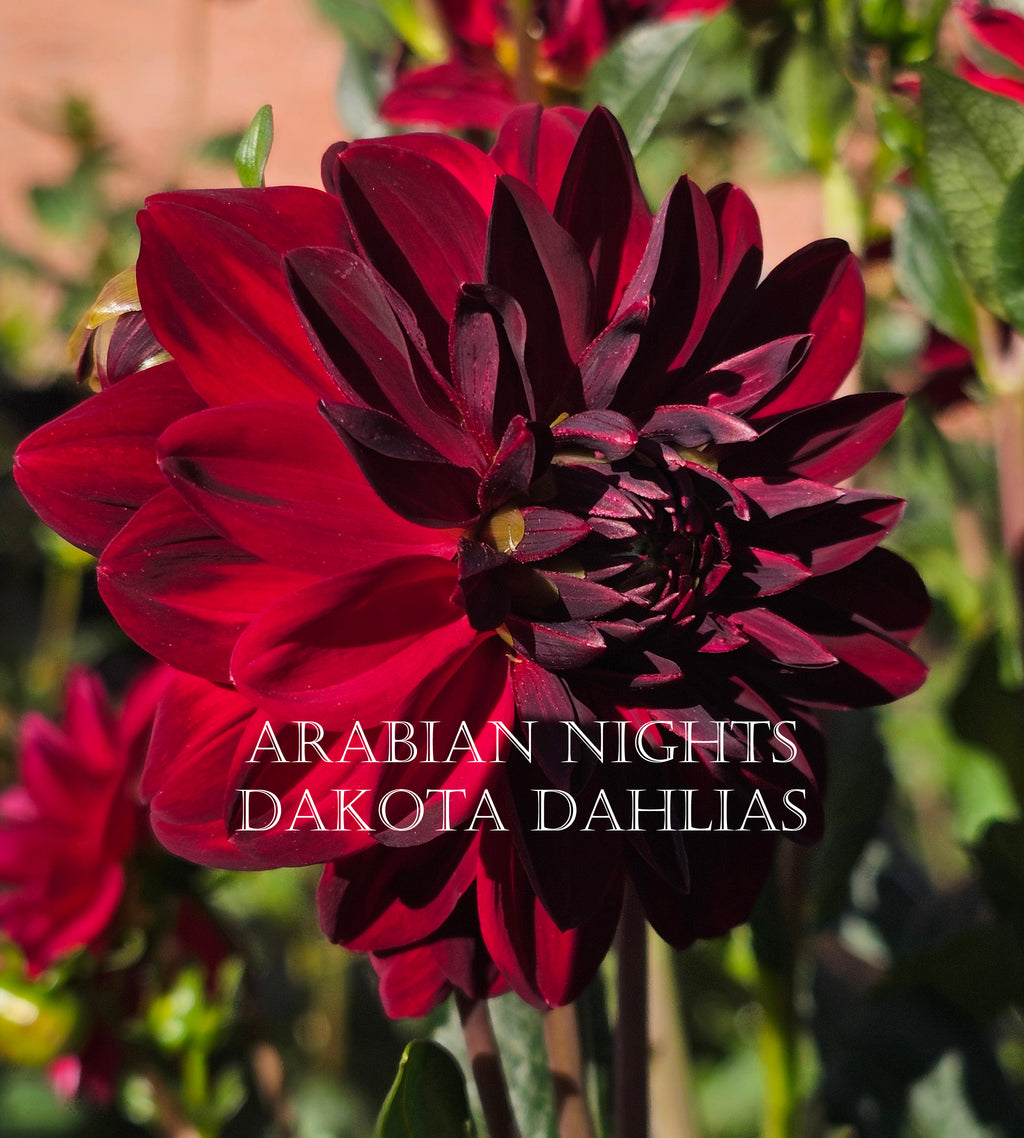 Arabian Night