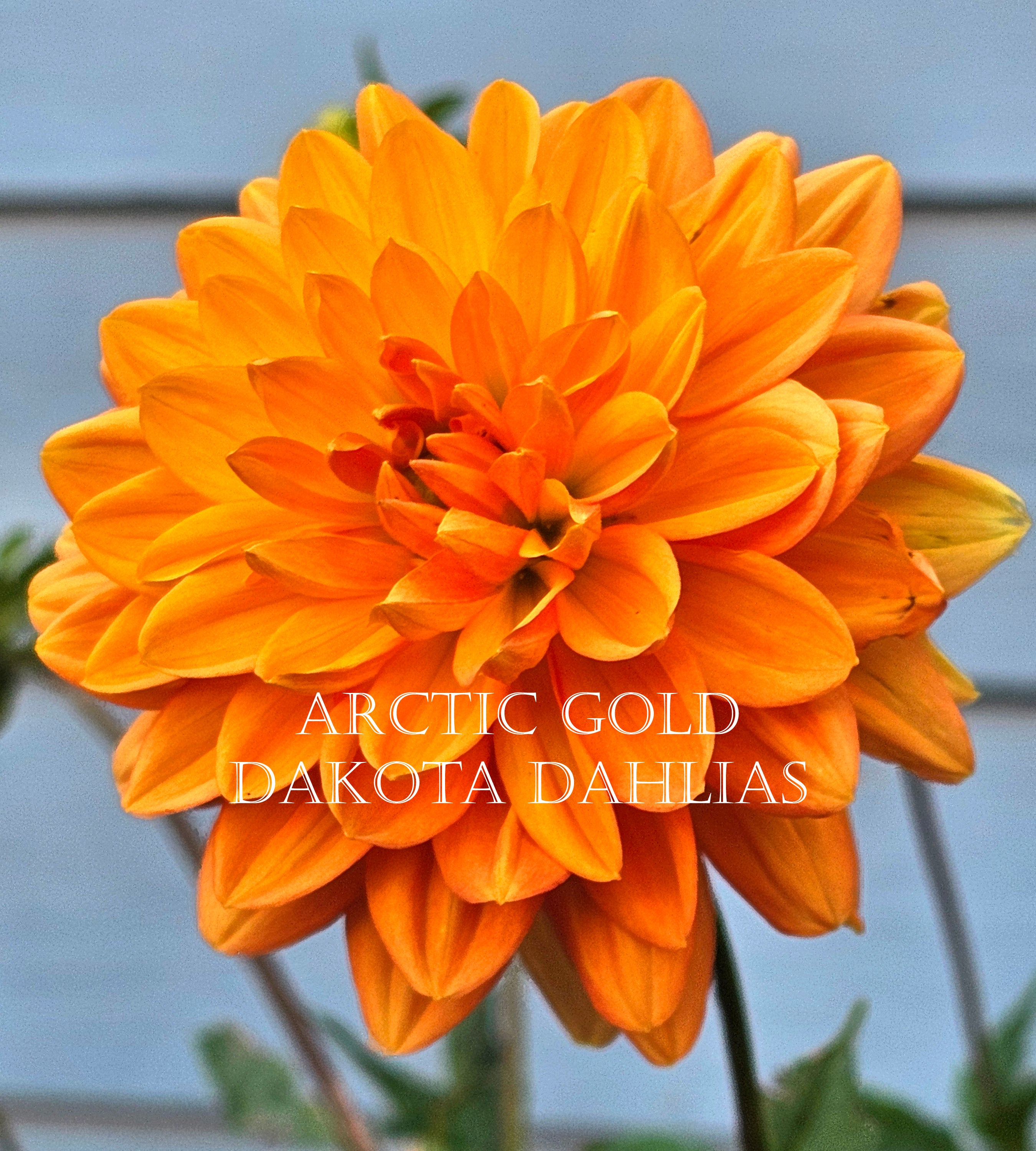 Arctic Gold