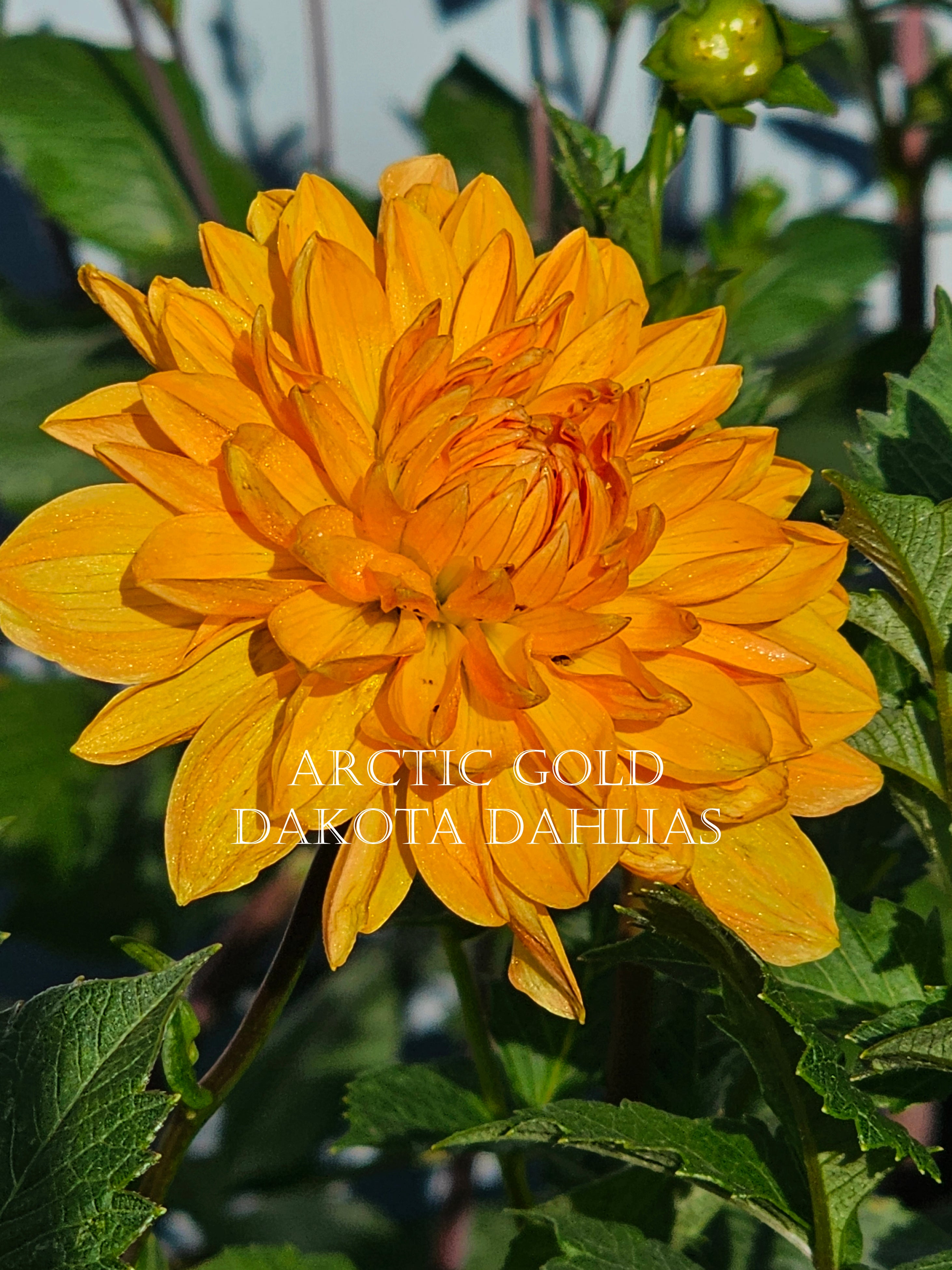 Arctic Gold