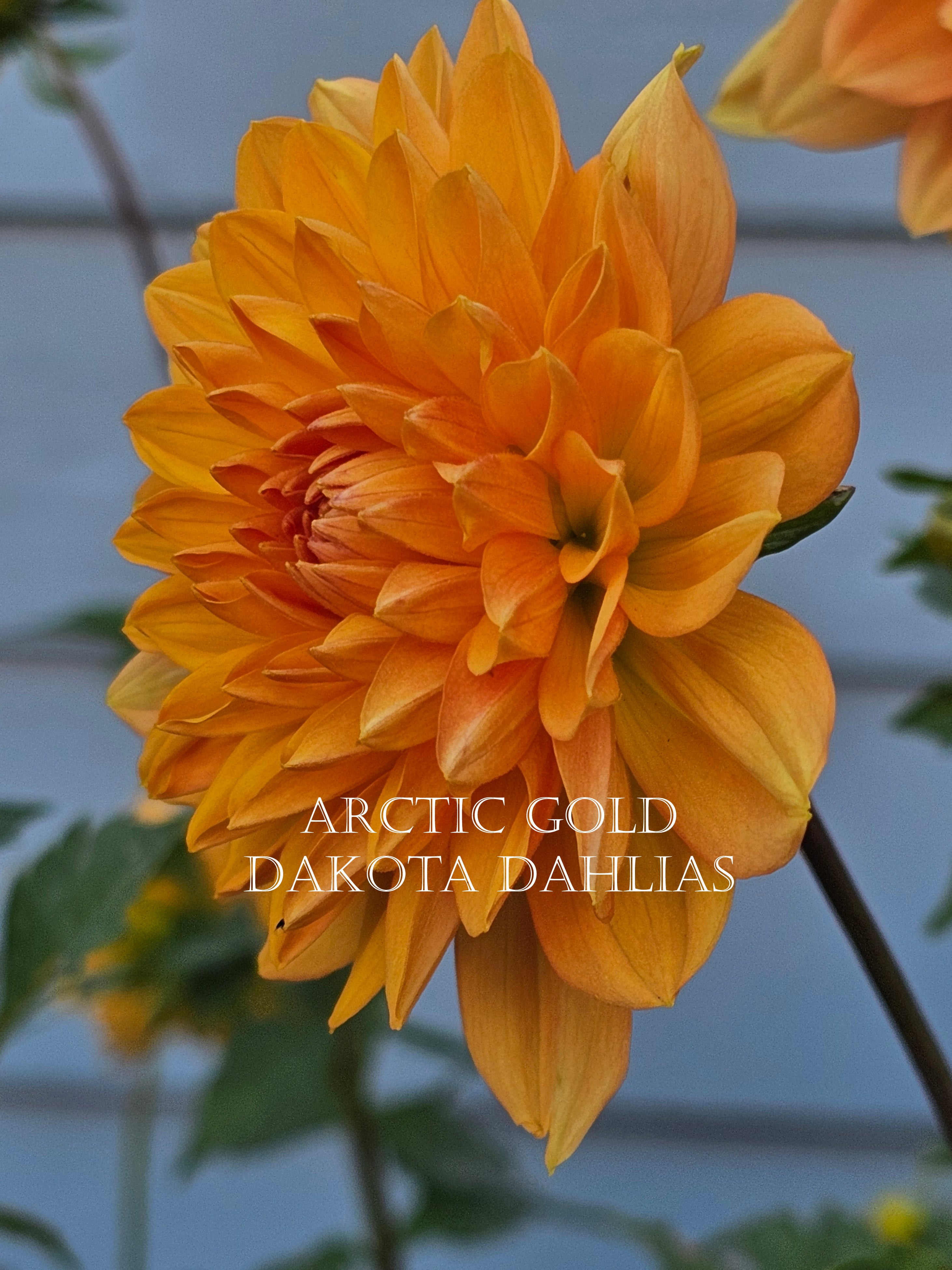 Arctic Gold