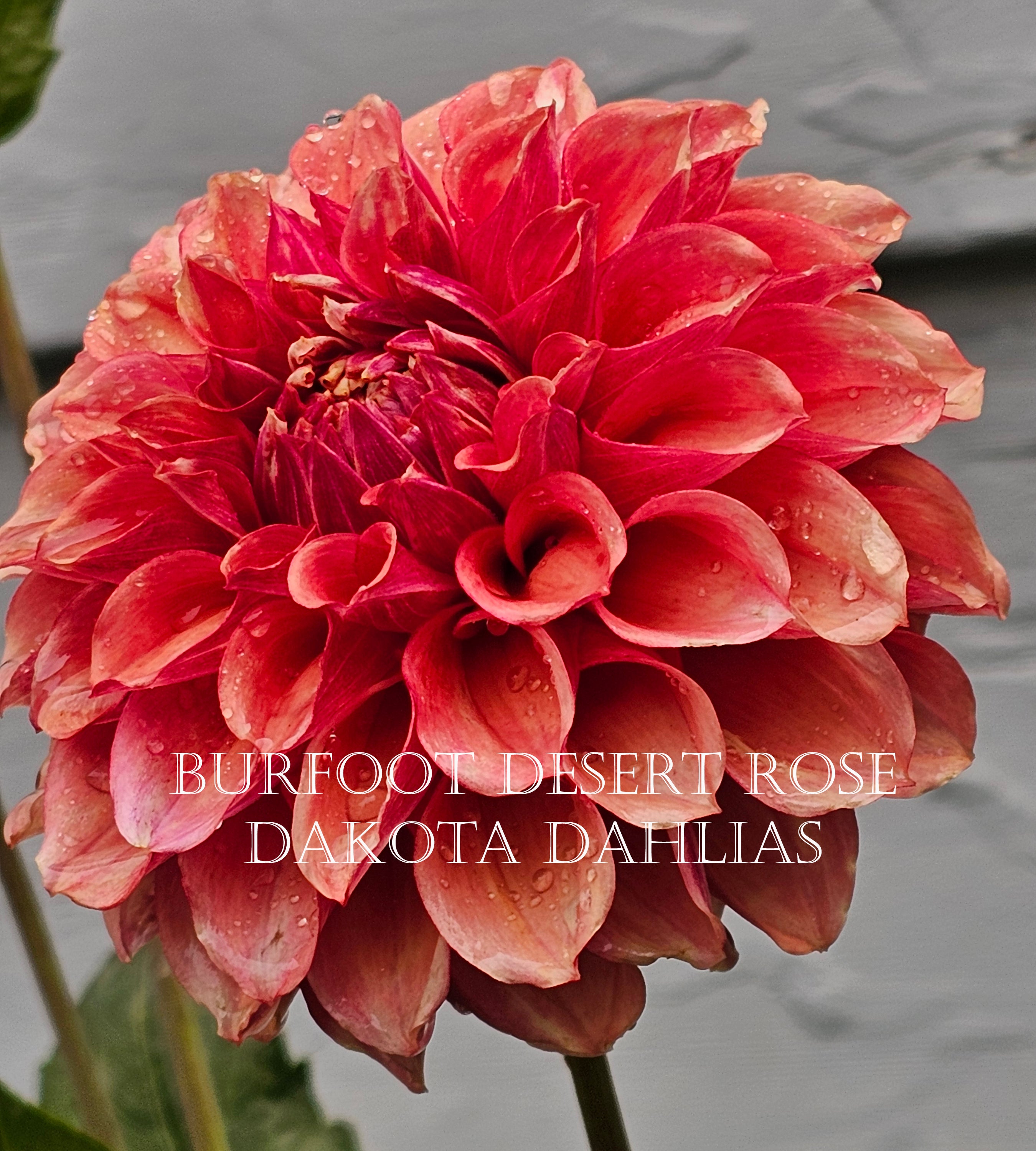 Burfoot Desert Rose