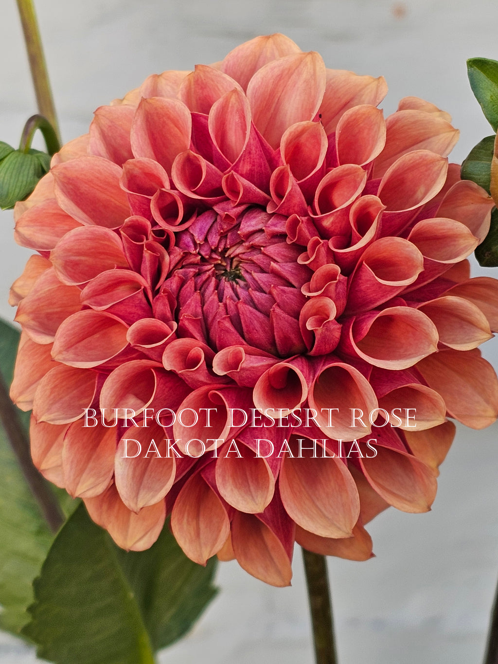 Burfoot Desert Rose